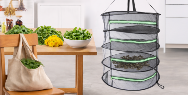 AKO SPRÁVNE SUŠIŤ BYLINKY