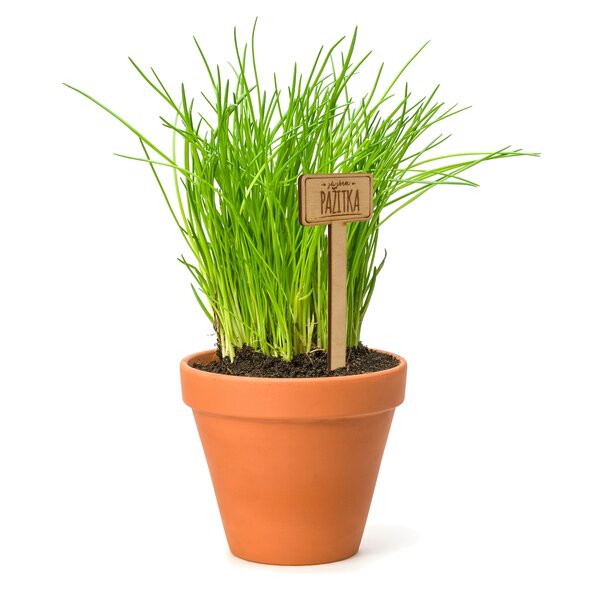 Zápich do kvetináča pažítka