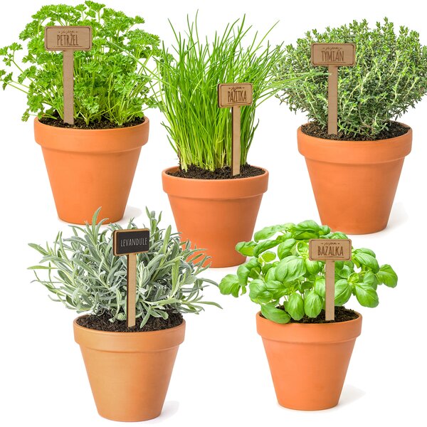 Zápich do kvetináča pažítka