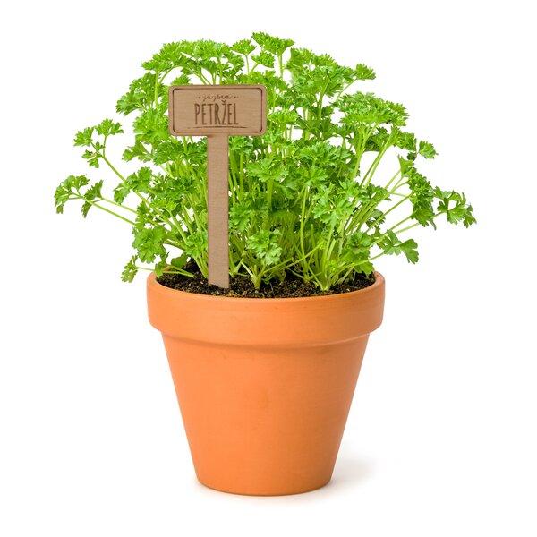 Zápich do kvetináča petržlen