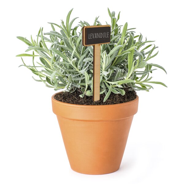 Zápich do kvetináča uni