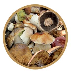 Zaváracie viečko Bio 66 10 ks