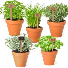 Zápich do kvetináča petržlen