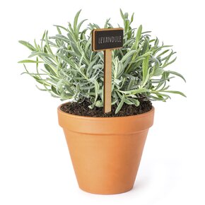 Zápich do kvetináča uni